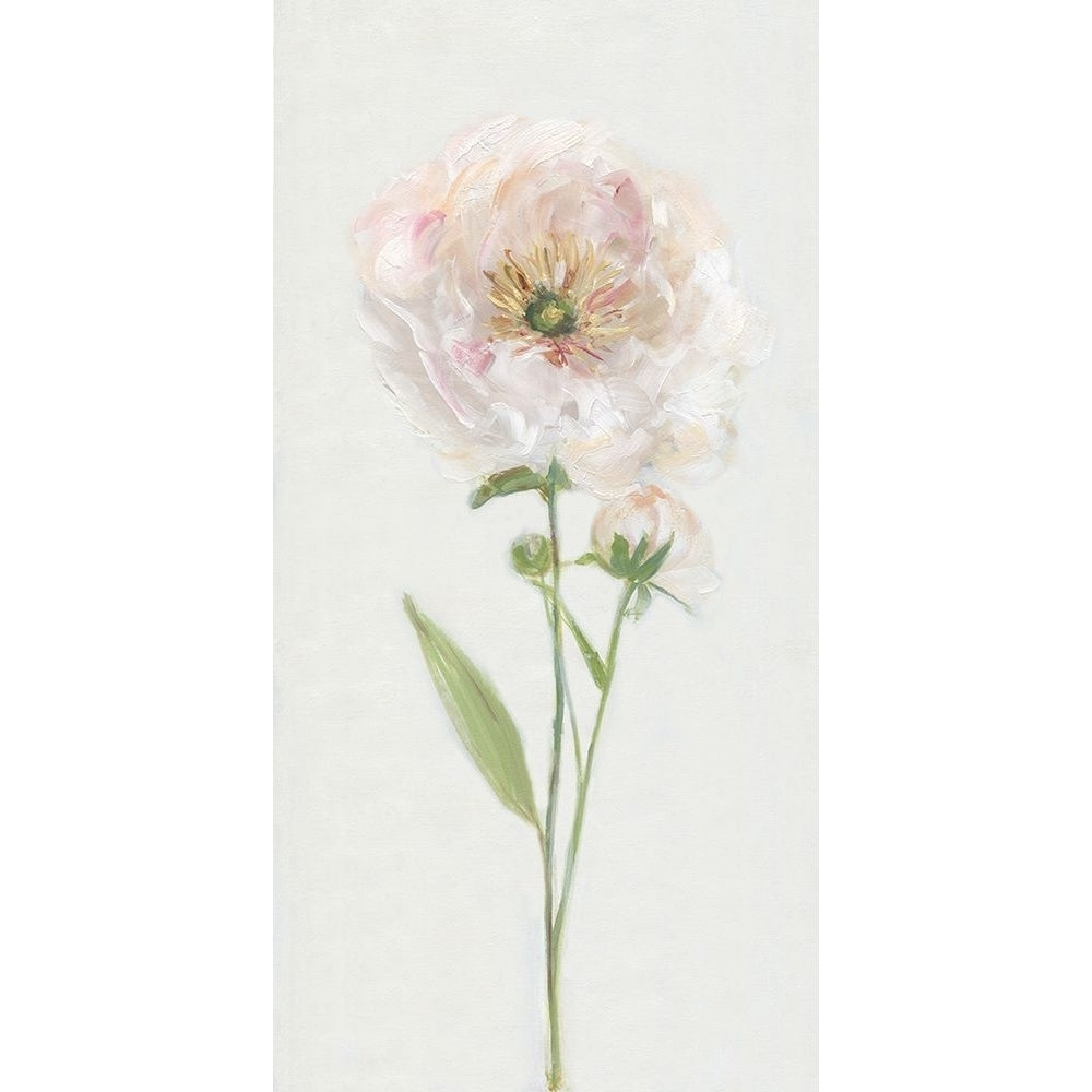 Single Stem Peony II Poster Print by Sally Swatland-VARPDX42689 Image 1