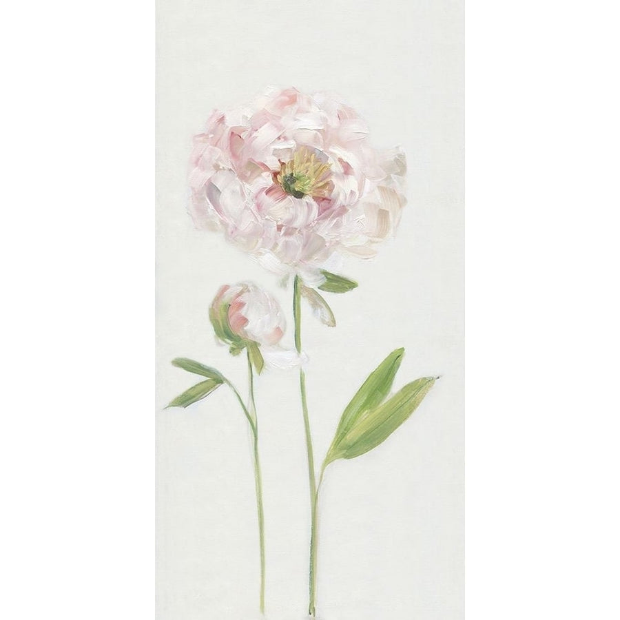 Single Stem Peony I Poster Print by Sally Swatland-VARPDX42688 Image 1