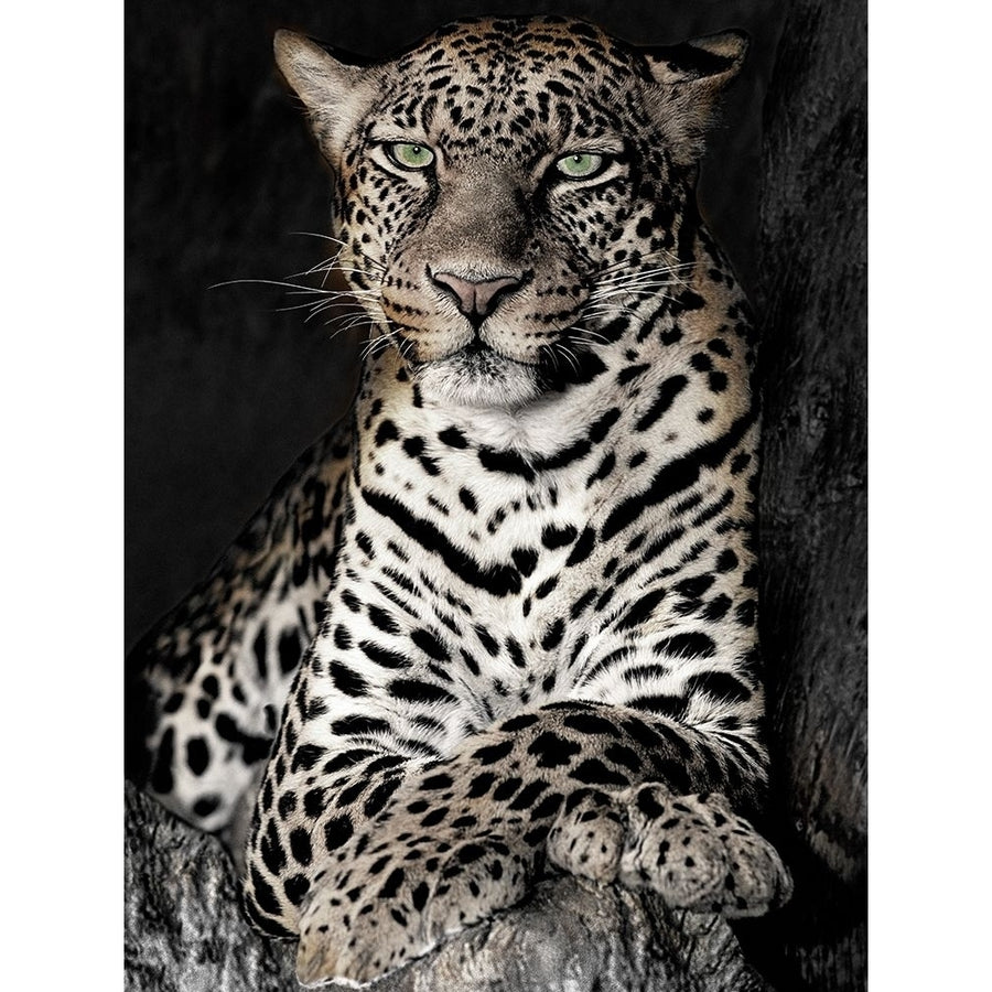 African Leopard Poster Print by William D. Jaynes-VARPDX42849 Image 1