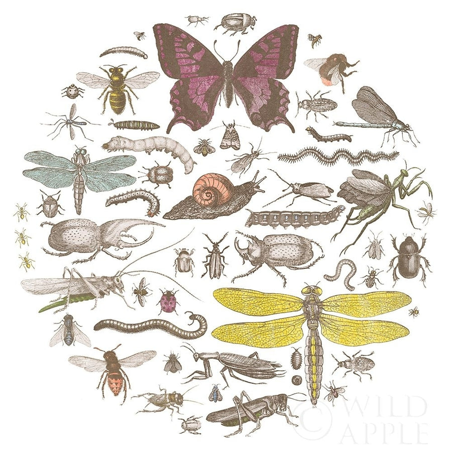 Insect Circle II Bright Poster Print by Wild Apple Portfolio-VARPDX42867 Image 1