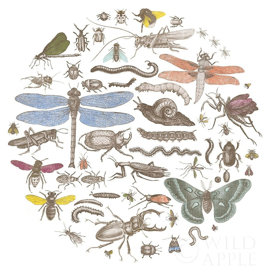 Insect Circle I Bright Poster Print by Wild Apple Portfolio-VARPDX42866 Image 1