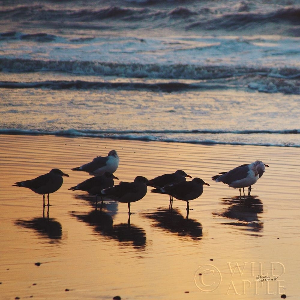 Kalaloch Birds I Poster Print by Laura Marshall-VARPDX42971 Image 1