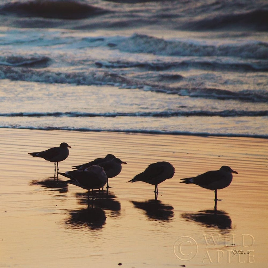 Kalaloch Birds II Poster Print by Laura Marshall-VARPDX42972 Image 1