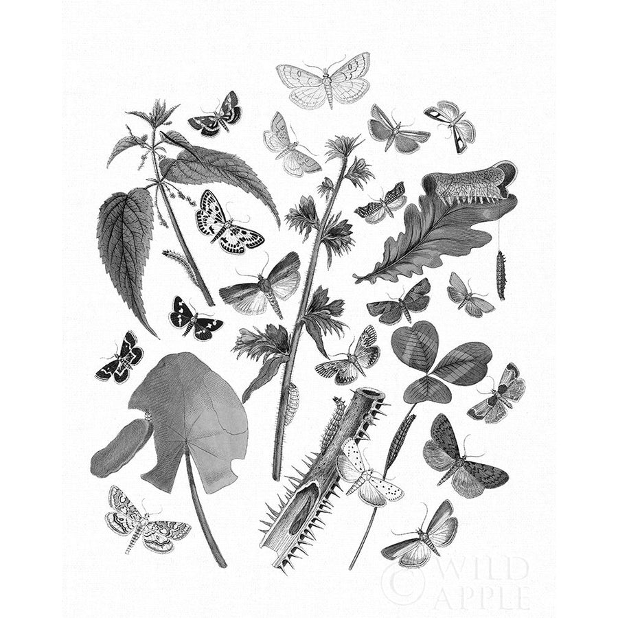 Butterfly Bouquet III Linen BW III Poster Print by Wild Apple Portfolio-VARPDX43013 Image 1