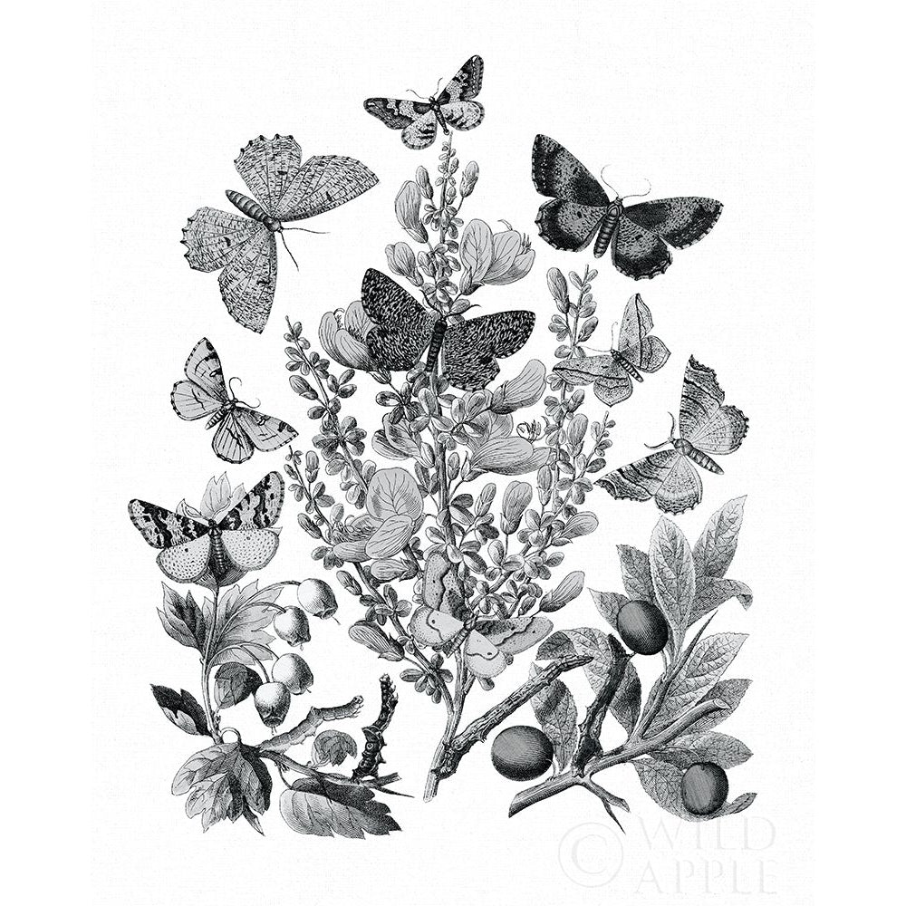 Butterfly Bouquet II Linen BW II Poster Print by Wild Apple Portfolio-VARPDX43012 Image 1