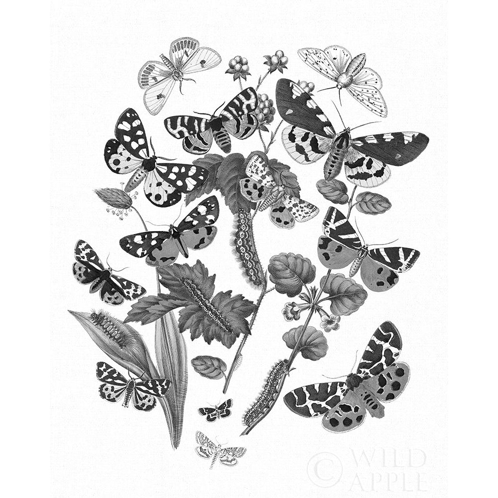 Butterfly Bouquet IV Linen BW IV Poster Print by Wild Apple Portfolio-VARPDX43014 Image 1