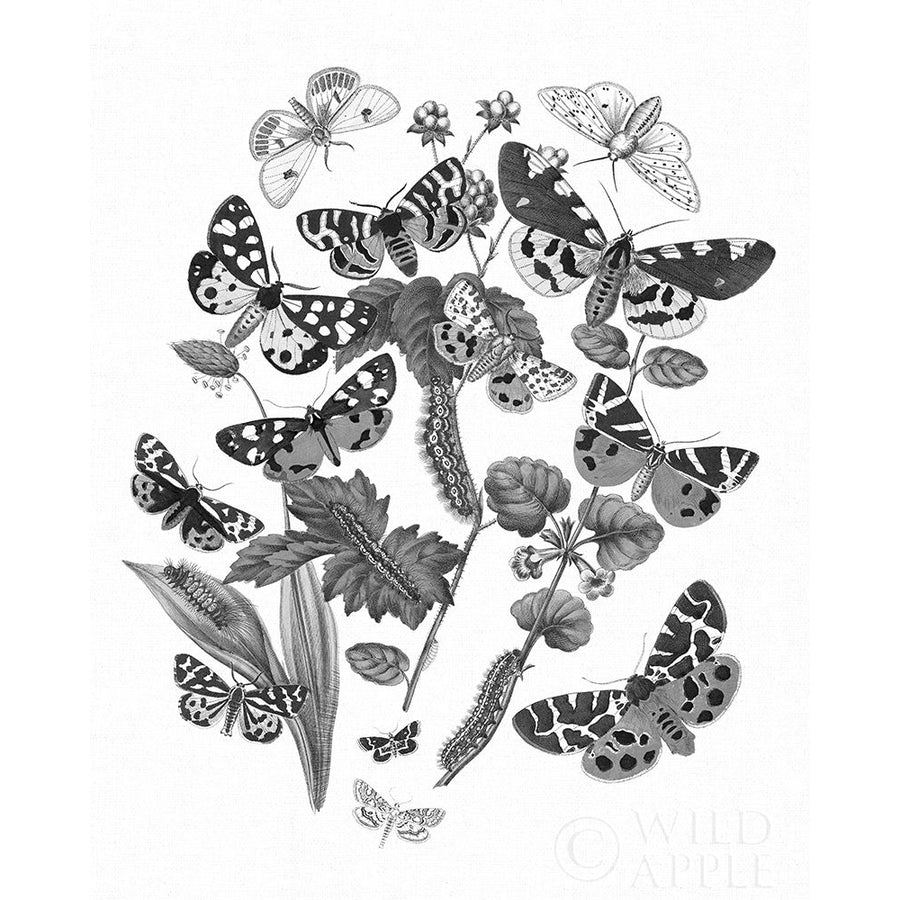 Butterfly Bouquet IV Linen BW IV Poster Print by Wild Apple Portfolio-VARPDX43014 Image 1