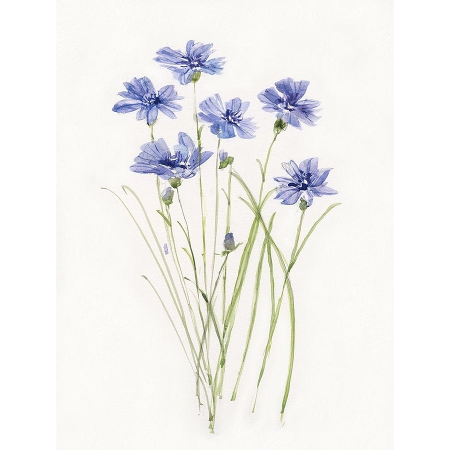 Dainty Botanical Cornflower Poster Print by Sally Swatland-VARPDX43325 Image 1