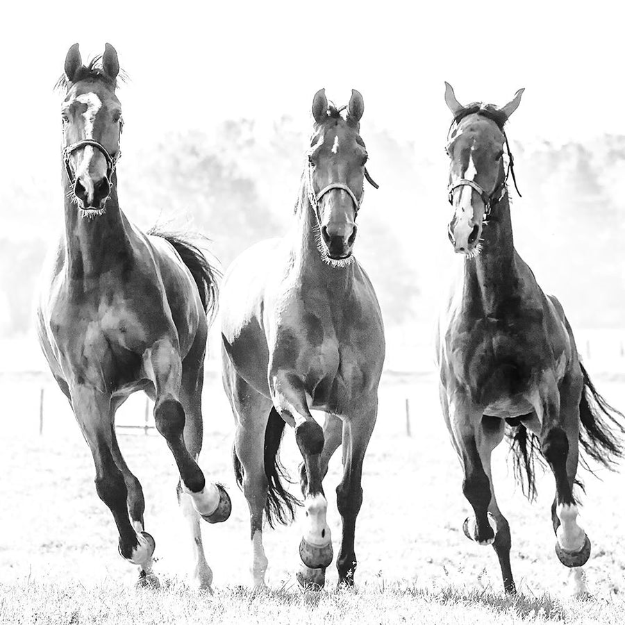 Running Herd Poster Print by Lars Van de Goor-VARPDX43471 Image 1