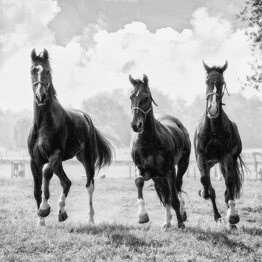 Three of a Kind Poster Print by Lars Van de Goor-VARPDX43472 Image 1