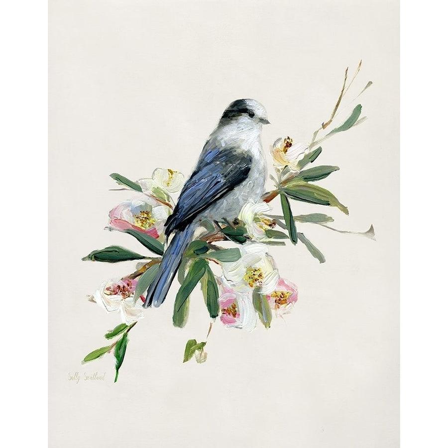 Spring Song Gray Jay by Sally Swatland-VARPDX43502 Image 1