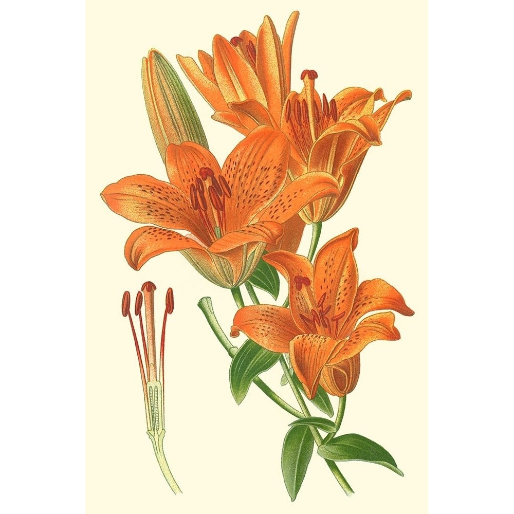 Striking Lilies II Poster Print - Edward Step-VARPDX43864D Image 1