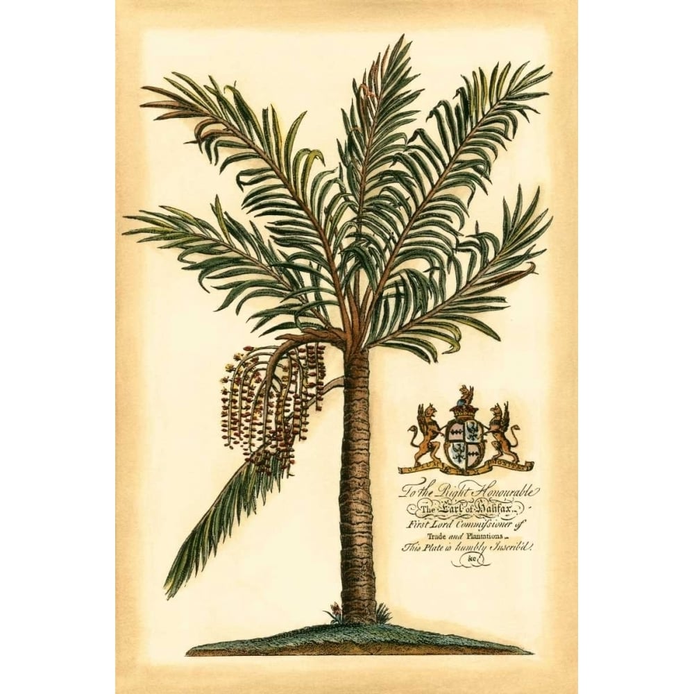 British Colonial Palm II Poster Print - Studio Vision-VARPDX43900D Image 1