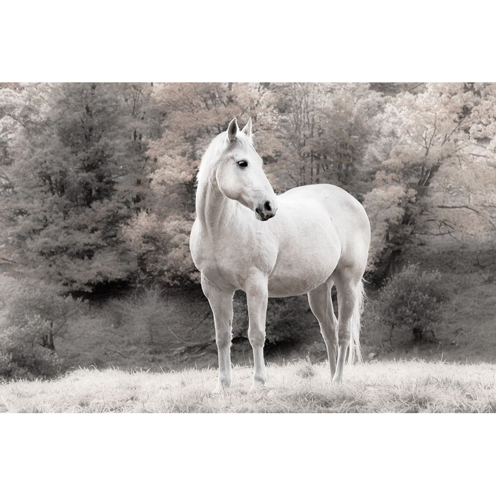 White Mare by Brian Jannsen-VARPDX44169 Image 1