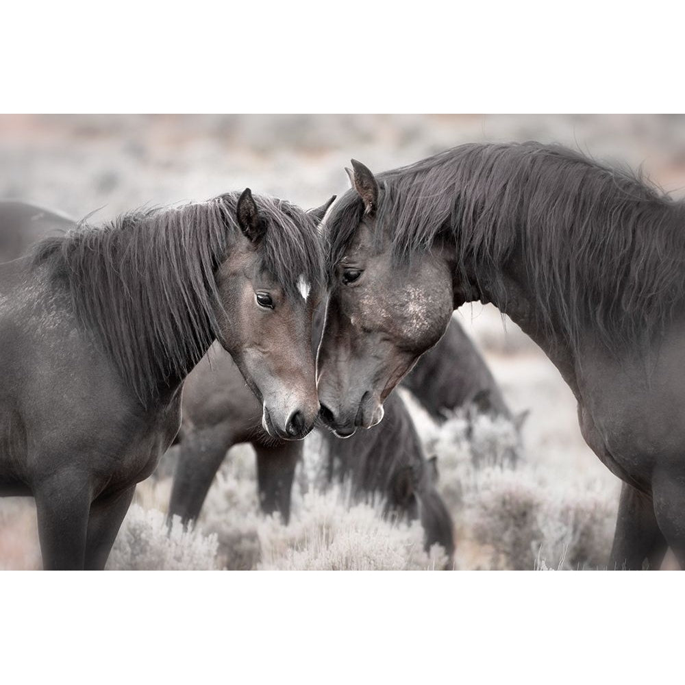 Wild Horses by Larry Ditto-VARPDX44171 Image 1