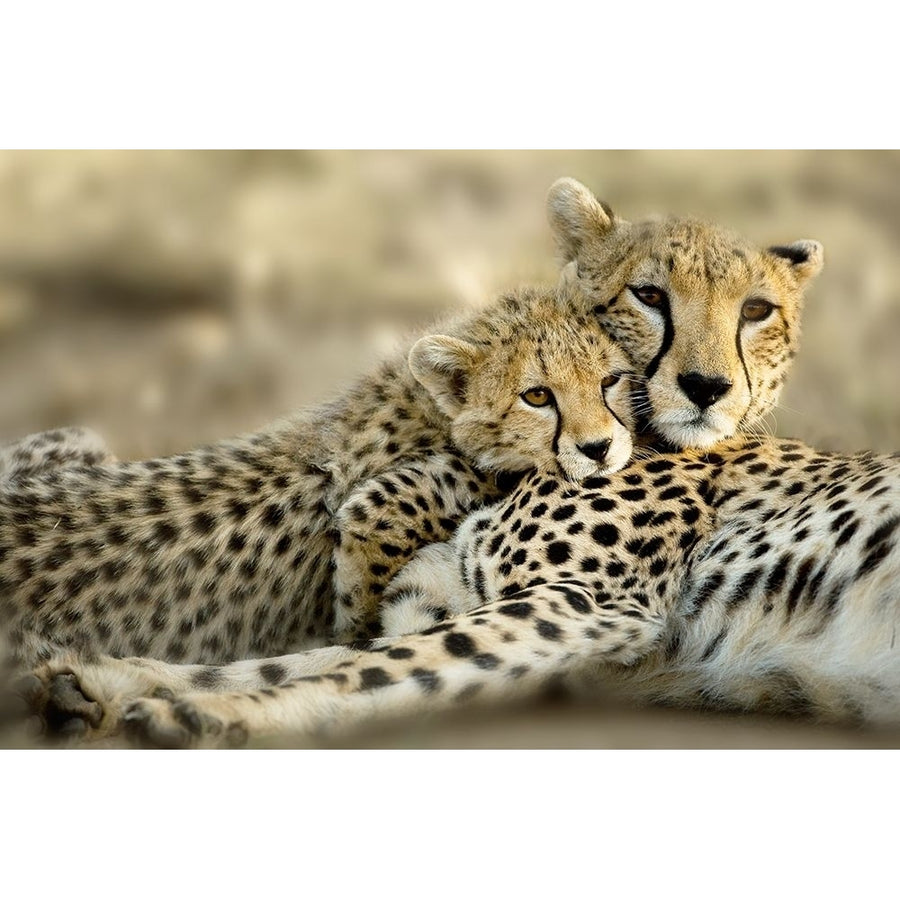 Kenya Cub Poster Print by Danita Delimont-VARPDX44237 Image 1