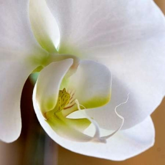 Ivory Orchid Poster Print by Amber Light Gallery-VARPDX442AMB1004 Image 2