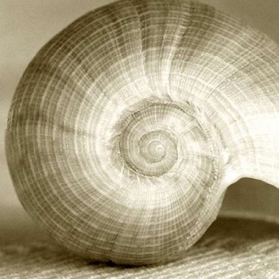 Sepia Shell Life 1 Poster Print by Amber Light Gallery-VARPDX442AMB1023 Image 1