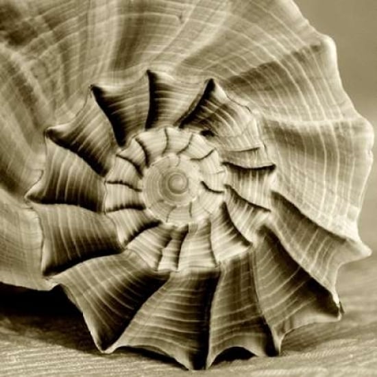 Sepia Shell Life 3 Poster Print by Amber Light Gallery-VARPDX442AMB1025 Image 1