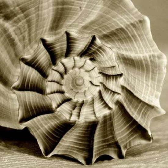 Sepia Shell Life 3 Poster Print by Amber Light Gallery-VARPDX442AMB1025 Image 2