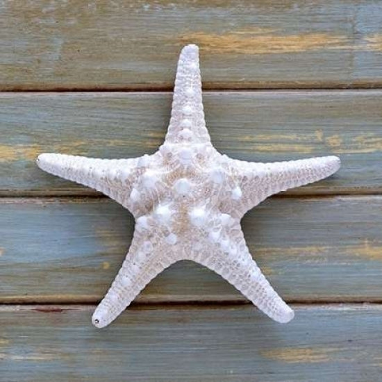 White Starfish Poster Print by Amber Light Gallery-VARPDX442AMB1026 Image 1