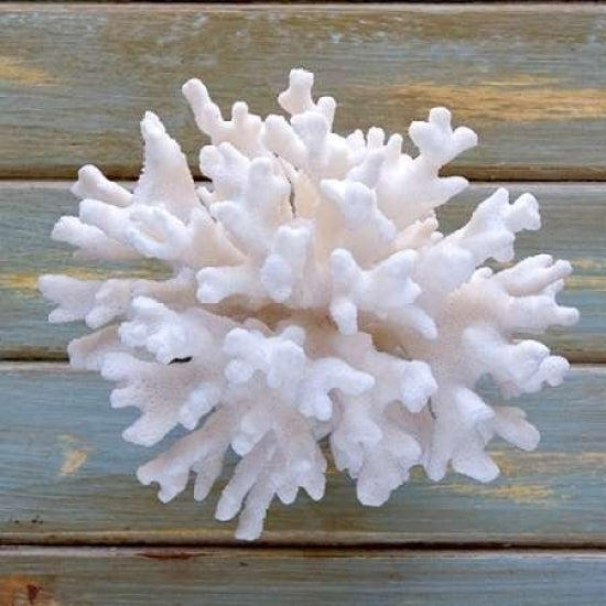 White Coral Poster Print by Amber Light Gallery-VARPDX442AMB1029 Image 1