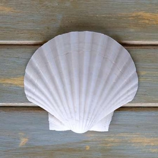 White Scallop Poster Print by Amber Light Gallery-VARPDX442AMB1030 Image 2