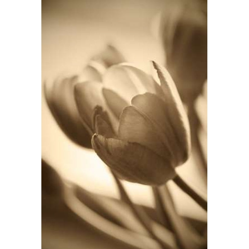 Illuminated Tulips 2 Poster Print by Amber Light Gallery-VARPDX442AMB1035 Image 2