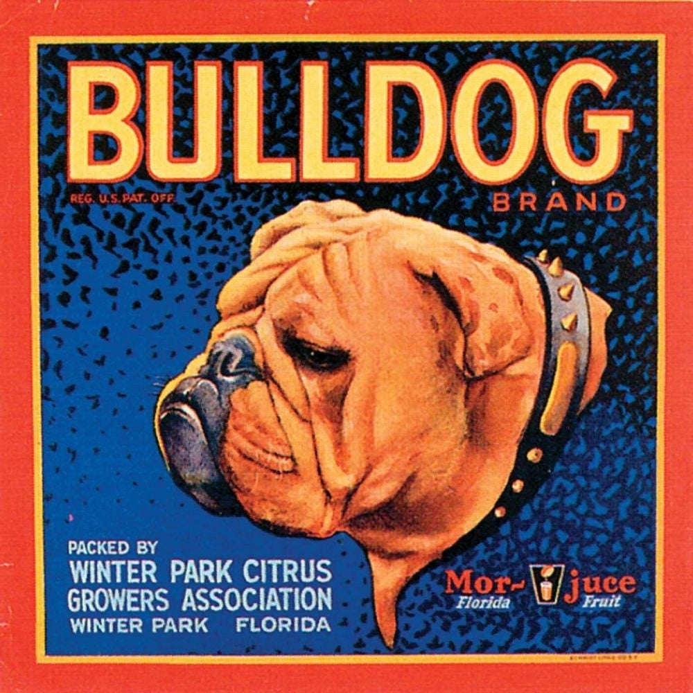 Bull Dog Poster Print - Studio Vision-VARPDX44320D Image 1