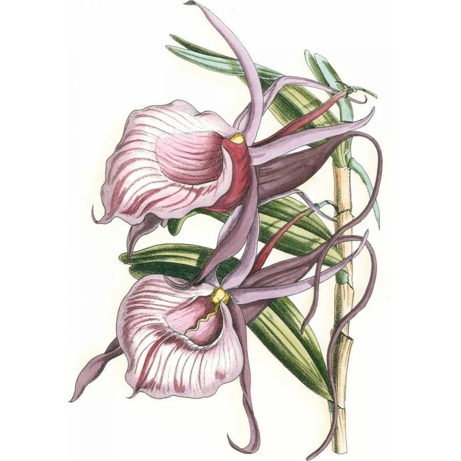 Lilac Orchid IV Poster Print - Studio Vision-VARPDX44444D Image 1