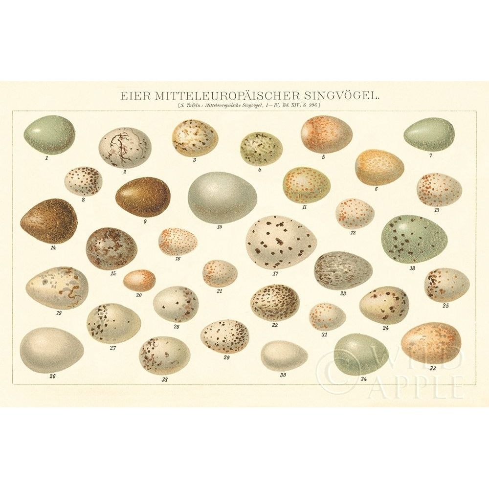 Song Bird Egg Chart v2 Poster Print by Wild Apple Portfolio-VARPDX44440 Image 1