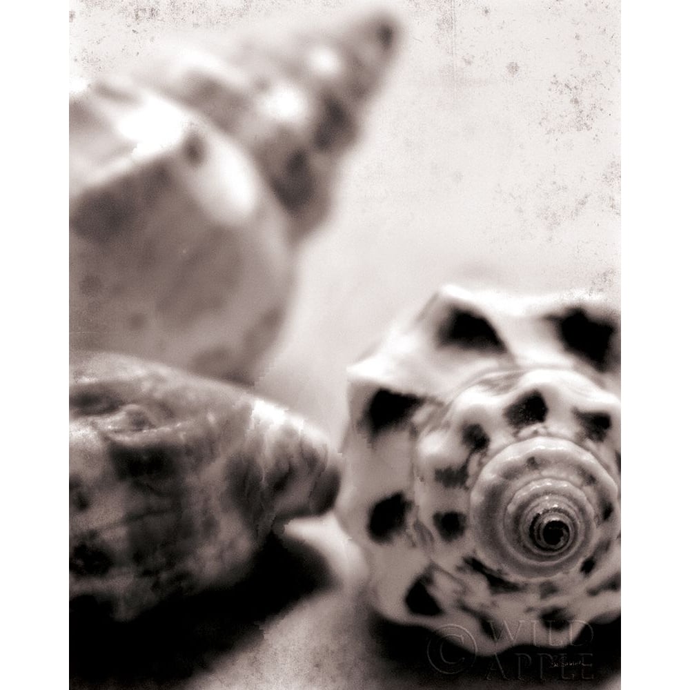 Beach Dreams Shells No Border Poster Print by Sue Schlabach-VARPDX44494 Image 1