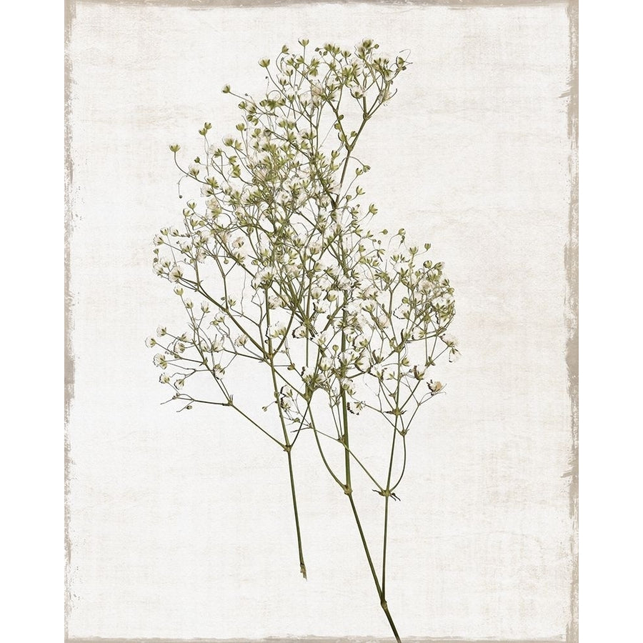 Farmhouse Pressed Flower I by Natalie Carpentieri-VARPDX44643 Image 1