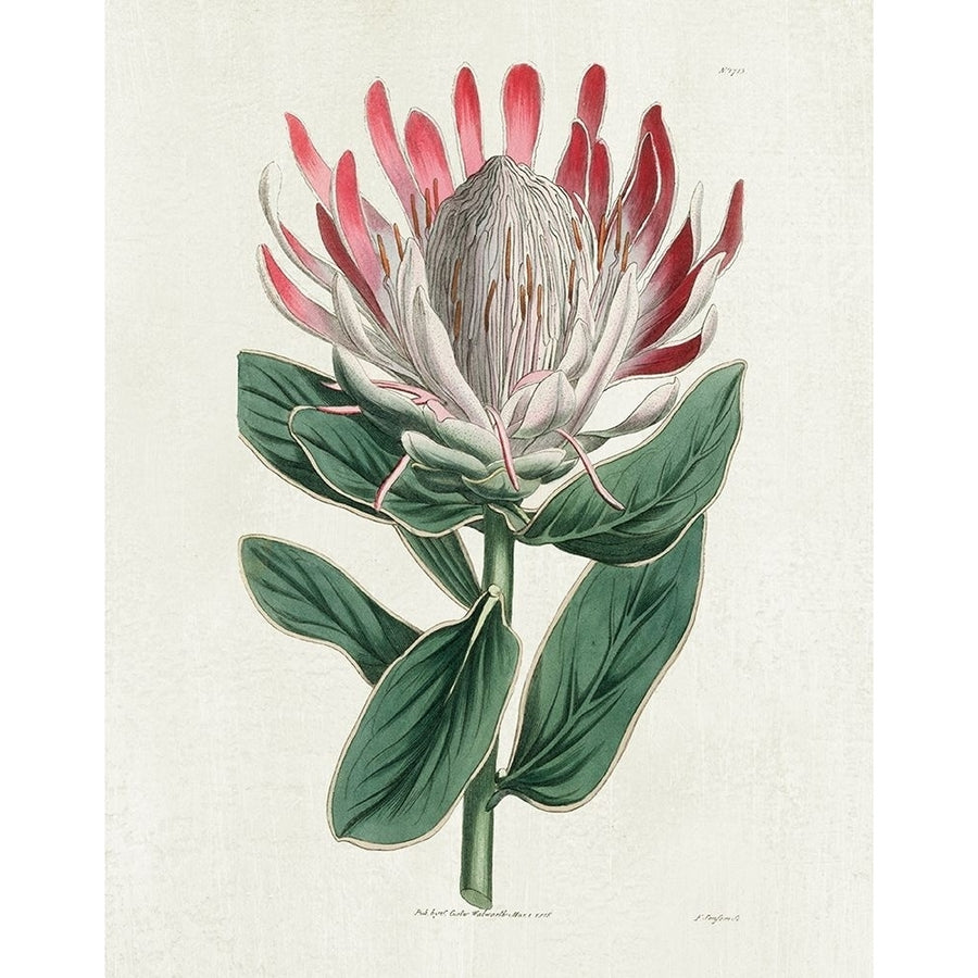 Protea N13 by Kelly Donovan-VARPDX44746 Image 1