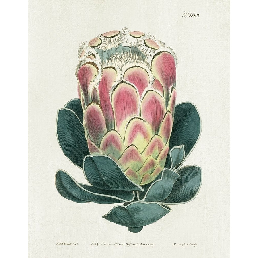 Protea N83 by Kelly Donovan-VARPDX44748 Image 1