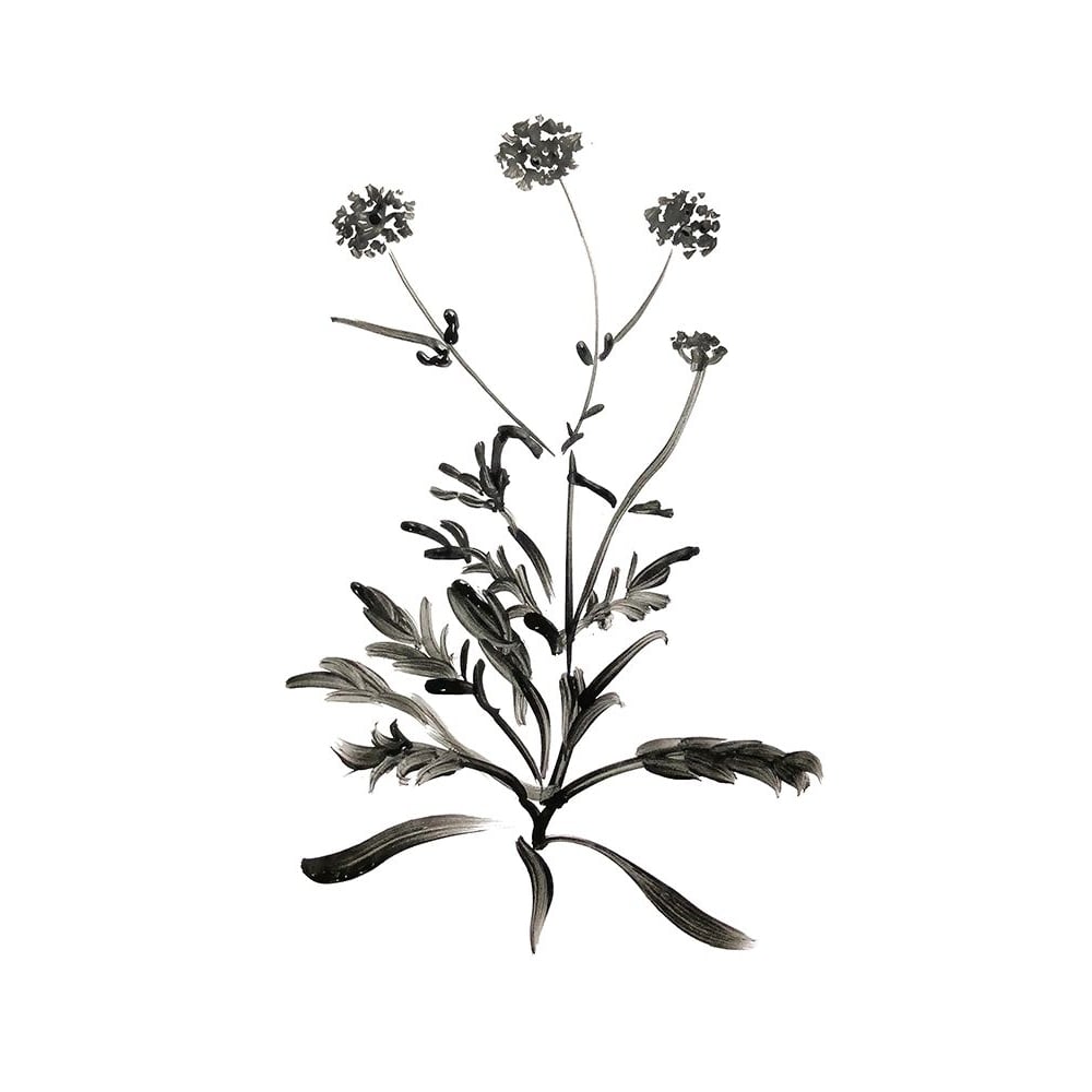 Inky Botanical I by Kelly Donovan-VARPDX44743 Image 1