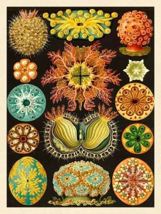 Haeckel Nature Illustrations: Ascidiae Poster Print by Ernst Haeckel-VARPDX449709 Image 1