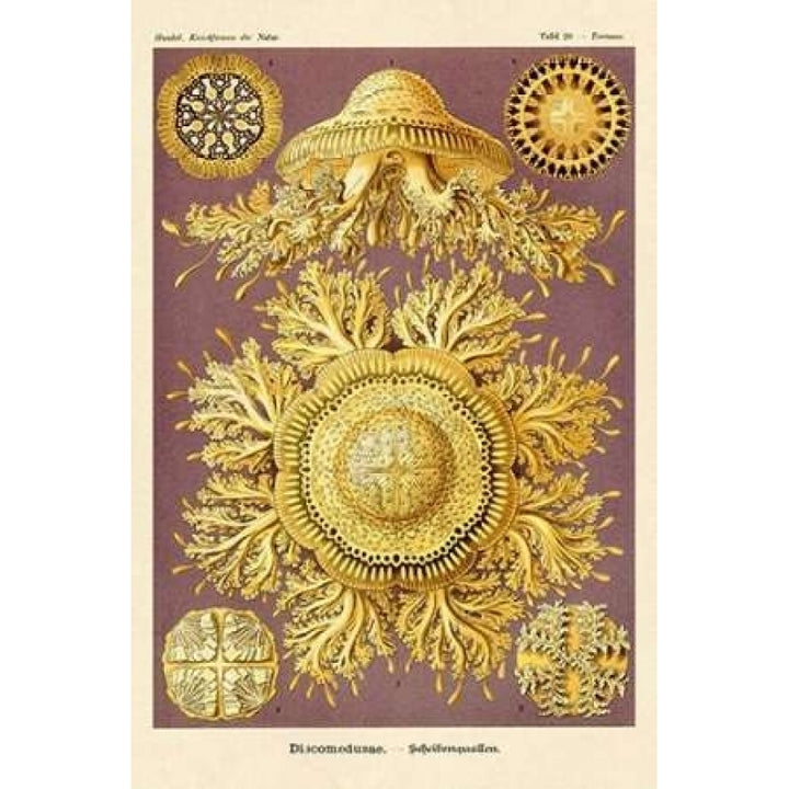 Haeckel Nature Illustrations: Jelly Fish Poster Print by Ernst Haeckel-VARPDX449716 Image 2