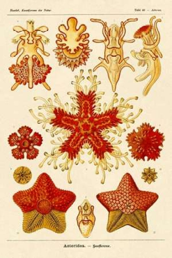 Haeckel Nature Illustrations: Starfish Poster Print by Ernst Haeckel-VARPDX449710 Image 1