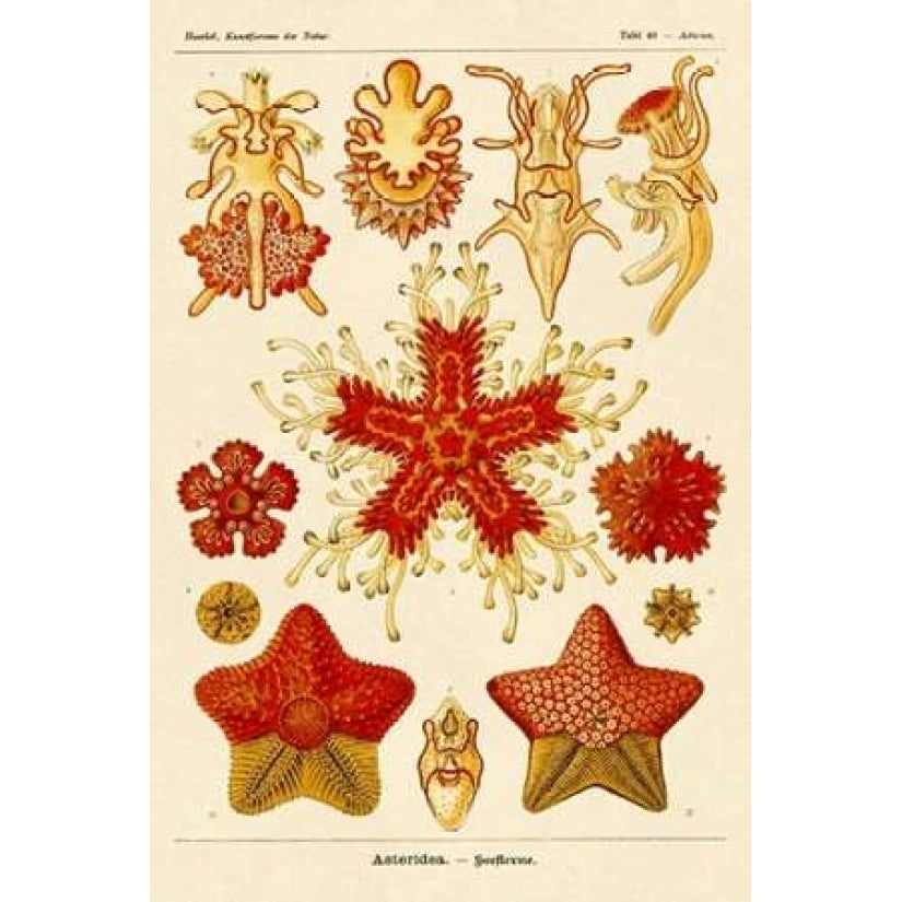 Haeckel Nature Illustrations: Starfish Poster Print by Ernst Haeckel-VARPDX449710 Image 2