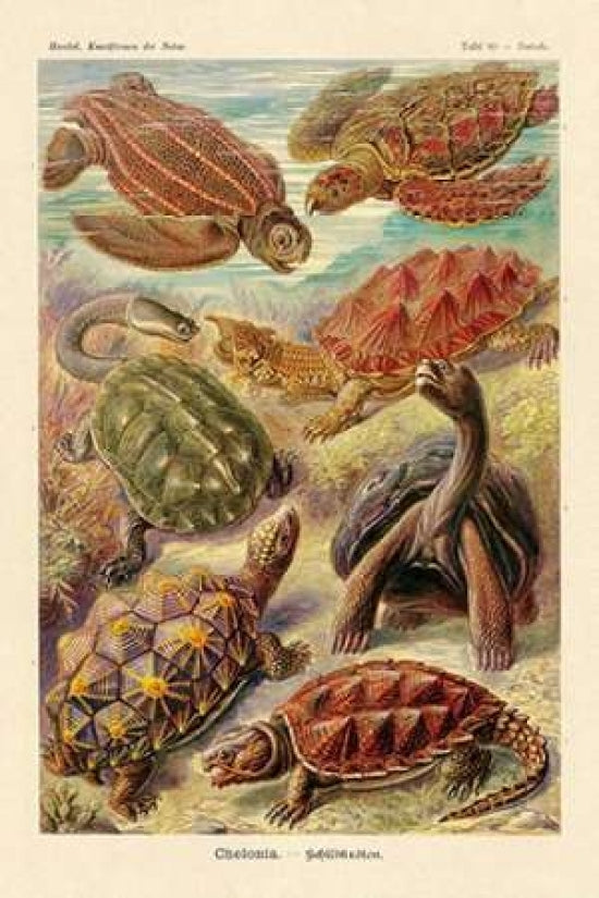 Haeckel Nature Illustrations: Turtles Poster Print by Ernst Haeckel-VARPDX449713 Image 1