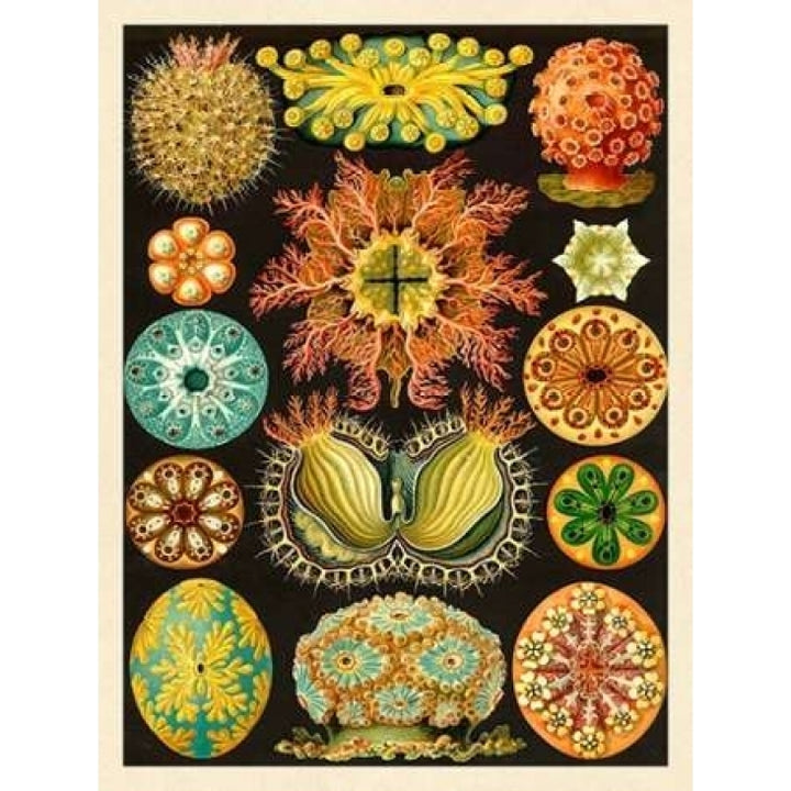 Haeckel Nature Illustrations: Ascidiae Poster Print by Ernst Haeckel-VARPDX449709 Image 1