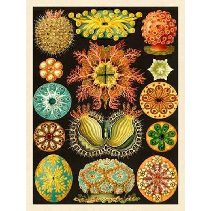 Haeckel Nature Illustrations: Ascidiae Poster Print by Ernst Haeckel-VARPDX449709 Image 2