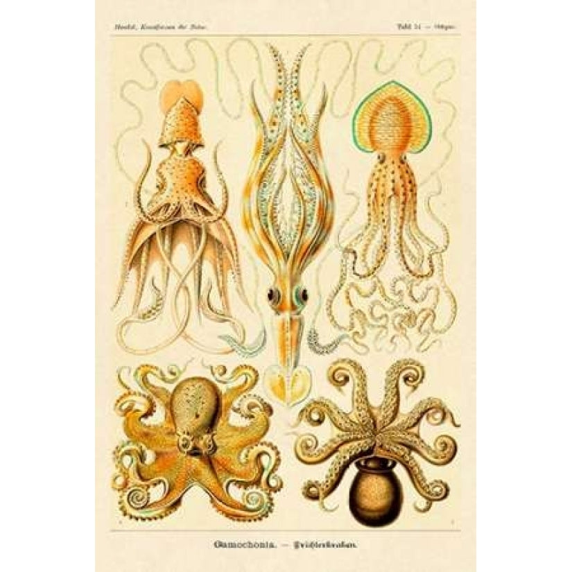 Haeckel Nature Illustrations: Cephlopods Poster Print by Ernst Haeckel-VARPDX449718 Image 1