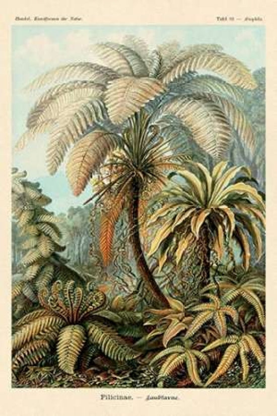 Haeckel Nature Illustrations: Ferns Poster Print by Ernst Haeckel-VARPDX449717 Image 1