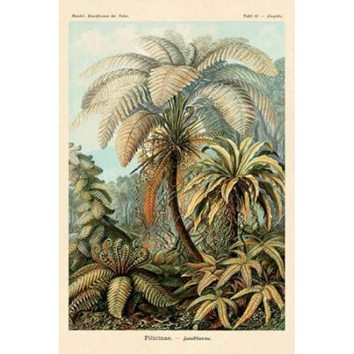 Haeckel Nature Illustrations: Ferns Poster Print by Ernst Haeckel-VARPDX449717 Image 1