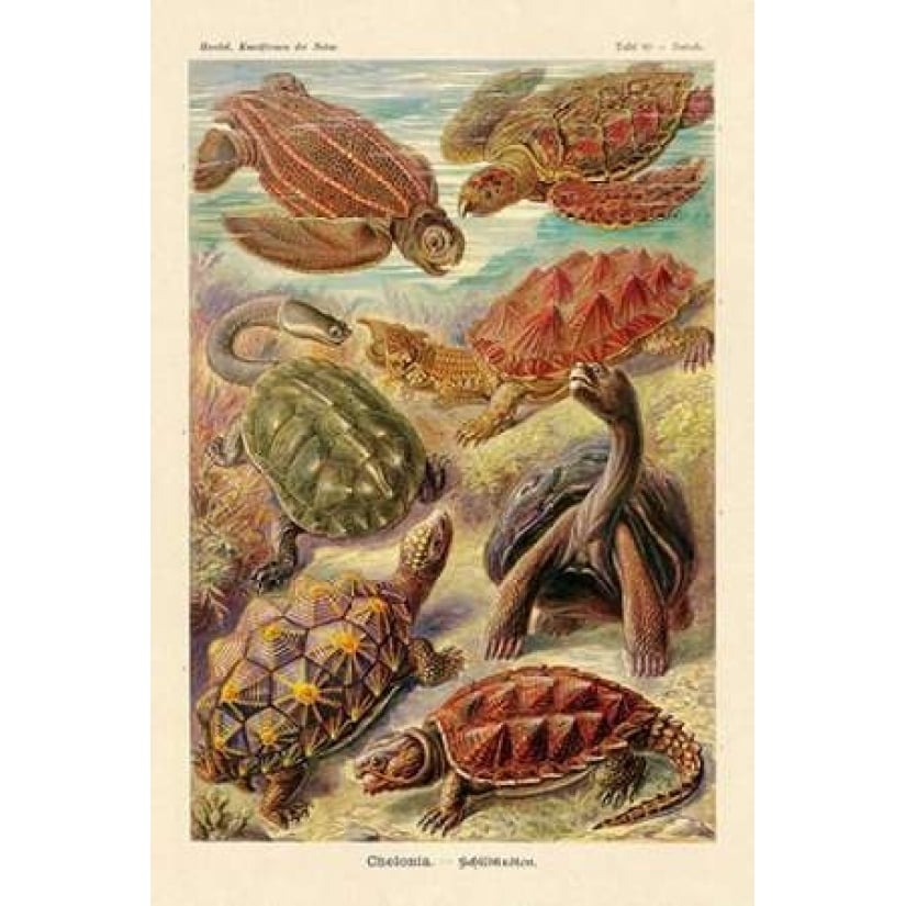 Haeckel Nature Illustrations: Turtles Poster Print by Ernst Haeckel-VARPDX449713 Image 2