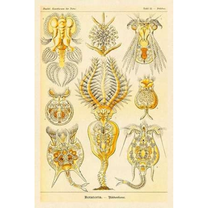 Haeckel Nature Illustrations: Rotatoria rotifera worms Poster Print by Ernst Haeckel-VARPDX449727 Image 1