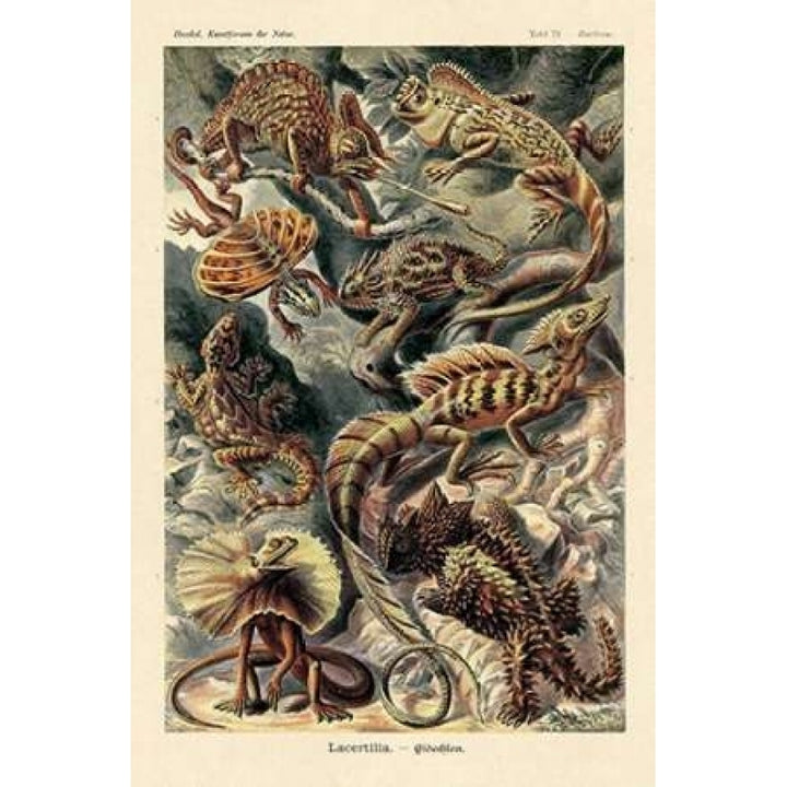 Haeckel Nature Illustrations: Lizards Poster Print by Ernst Haeckel-VARPDX449720 Image 1