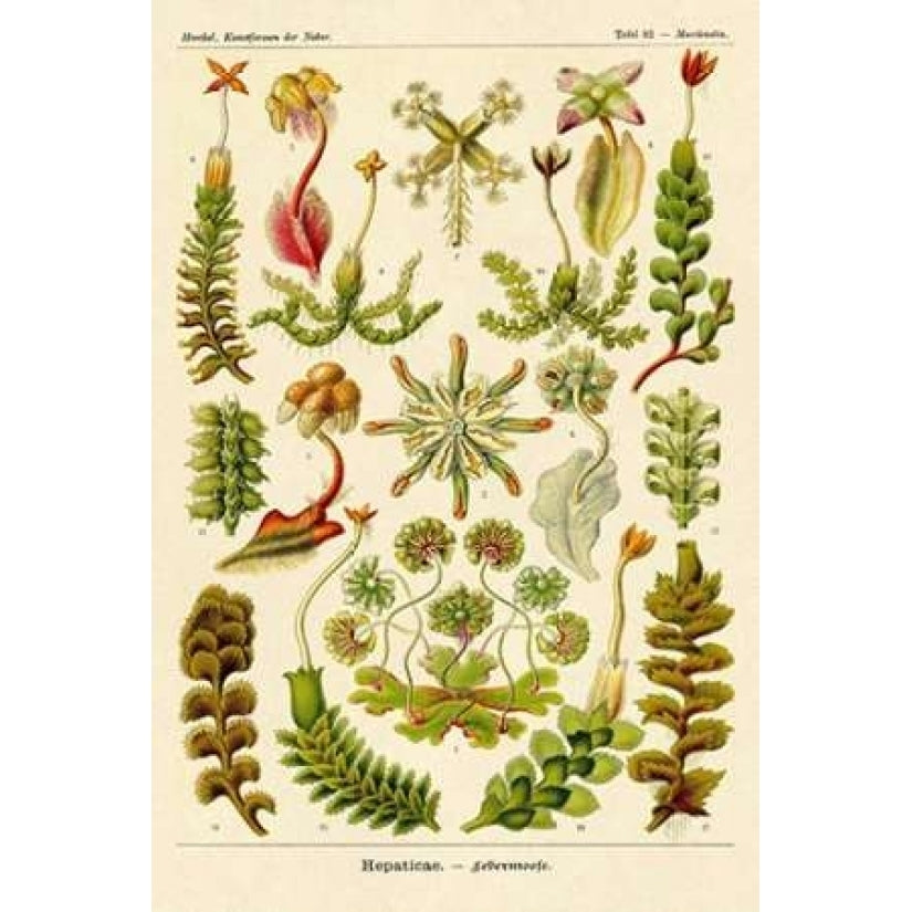 Haeckel Nature Illustrations: Corals Poster Print by Ernst Haeckel-VARPDX449719 Image 1